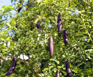 fingerlimes in trees